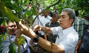 Genjot Potensi Wilayah Selatan, Pemkot Bogor Kembangkan Kopi Rancamaya