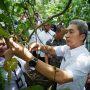 Genjot Potensi Wilayah Selatan, Pemkot Bogor Kembangkan Kopi Rancamaya