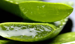 Manfaat Lidah Buaya bagi Pria, Anti Loyo di Atas Ranjang bersama Sang Istri!