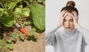 5 Obat Bius Alami Tanpa Efek Samping Bisa Bantu Tidur 5 Obat Bius Alami Tanpa Efek Samping Bisa Bantu Tidur