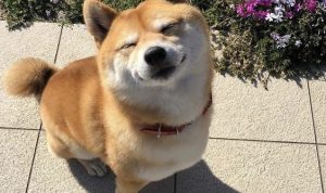 Mengenal Shiba Inu, Anjing yang Menjadi Pengganti Logo Twitter