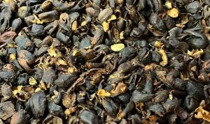 Temanggung Coffee Skin Tea Enthusiasts Reach Malaysia