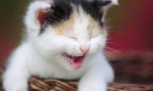 Baru Punya Kucing? Ini Tips dan Trik Untuk Merawat Kucing Supaya Tetap Sehat