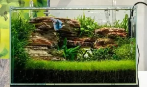 8 Macam Tanaman Aquascape di Sawah yang Mudah Ditemui (sumber: buceplant.com)