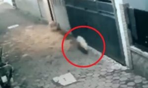 Hewan yang berkeliaran dirumah warga diduga sebagai babi ngepet.