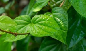 Ternyata Daun Sirih Memiliki Manfaat Bagi Perawatan Wajah, Ini Tips Menggunakannya!