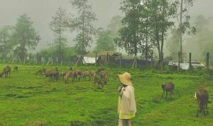 Udah Pernah Kesini? 3 Rekomendasi Tempat Wisata Ciwidey Wajib Dikunjungi 3 Rekomendasi Tempat Wisata Ciwidey Wajib Dikunjungi