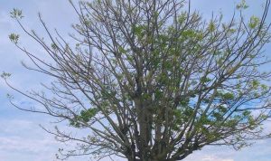 5 Kumpulan Contoh Puisi Singkat yang Menyentuh Penuh Makna!