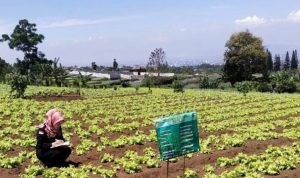 Antisipasi El Nino, DPKP Bandung Barat Siapkan Startegi Dok. Antisipasi El Nino, DKPP lakukan pengamatan lahan holtikultura di Kecamatan Parongpong, Kabupaten Bandung Barat. Rabu (24/23). Foto Jabarekspres