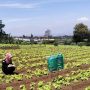 Dok. Antisipasi El Nino, DKPP lakukan pengamatan lahan holtikultura di Kecamatan Parongpong, Kabupaten Bandung Barat. Rabu (24/23). Foto Jabarekspres
