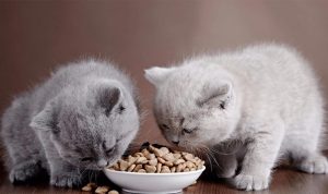 tempat makan kucing