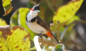 Tips Memelihara dan Rekomendasi Makanan Burung Kutilang Agar Tumbuh Sehat Tips Memelihara dan Rekomendasi Makanan Burung Kutilang Agar Tumbuh Sehat