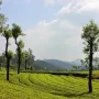 Stock Foto Menipis Tempat Kebun Teh yang Instagramable di Bandung!