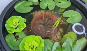 Inspirasi Kolam Ikan Mini di Teras Rumah Indah dan Estetik, dari Bahan Bekas