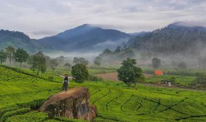Video Asusila Wanita Bercadar Di Kebun Teh Ciwidey Bikin Geger! Kebun Teh Ciwidey