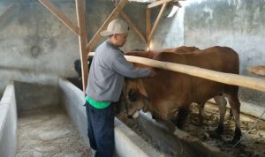 13 Ribu Label Sehat Untuk Hewan Kurban Sudah Disiapkan Dispernakan Bandung Barat