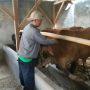13 Ribu Label Sehat Untuk Hewan Kurban Sudah Disiapkan Dispernakan Bandung Barat