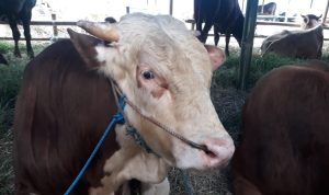 Penjual Hewan Qurban di Bandung Bersiap Sambut Idul Adha Satu di antaranya sapi yang dijual para pedagang hewan qurban, di kawasan bypass Soekarno-Hattta, Kota Bandung. (Mufti/Jabarekspres)