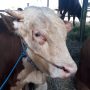 Satu di antaranya sapi yang dijual para pedagang hewan qurban, di kawasan bypass Soekarno-Hattta, Kota Bandung. (Mufti/Jabarekspres)