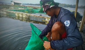 Dok. Muslimin (33), saat tengah memberikan pakan ikan. Rabu (31/23). Foto Jabarekspres