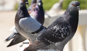 Rahasia Makanan Burung Gereja yang Membuatnya Jadi Cepat dan Kuat Rahasia Makanan Burung Gereja yang Membuatnya Jadi Cepat & Kuat