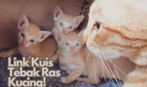 Link Kuis Pecinta Kucing, Tes Setahu Apa Tentang Hewan Ini!