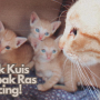 Link Kuis Pecinta Kucing, Tes Setahu Apa Tentang Hewan Ini!