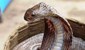 Mimpi Ular? 3 Tanggal Kelahiran Dalam Incaran Siluman Ular Mimpi Ular? 3 Tanggal Kelahiran Dalam Incaran Siluman Ular