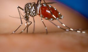 Gejala Demam Berdarah/Sumber Foto: Canva