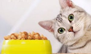 makanan kucing yang bagus untuk bulu dan gemuk
