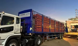 Indonesia First Exports 23,040 Live Chickens to Singapore