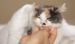 Cara Mengobati Kucing Mencret Secara Alami Cara Mengobati Kucing Mencret Secara Alami