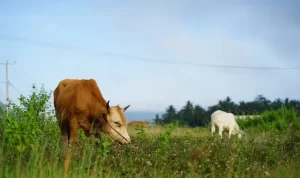 7 Cara Memilih Hewan Kurban! 7 Cara Memilih Hewan Kurban!