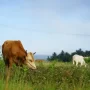 7 Cara Memilih Hewan Kurban!