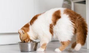5 Makanan Kucing Terbaik dan Berkualitas Tinggi 5 Makanan Kucing Terbaik dan Berkualitas Tinggi
