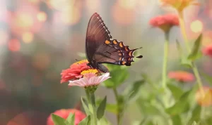 Apa Sih Makanan Kupu-kupu itu? Yuk Simak di Sini!