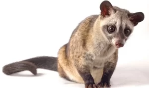 Mengenal Lebih Dekat Makanan Musang Pandan sebagai Hewan Peliharaan