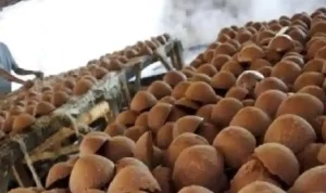 Palm Sugar Production in Bombana Remains Quality-Assured