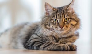 Pencinta Kucing Harus Paham Ciri-ciri dan Penyebab Kucing Rabies