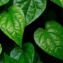 Catat! Deretan Manfaat Daun Sirih Cina Bagi Kesehatan, Bisa Redakan Kolestrol dan Kanker Catat! Deretan Manfaat Daun Sirih Cina Bagi Kesehatan, Bisa Redakan Kolestrol dan Kanker