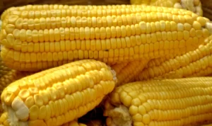 4 Proses Pembuahan pada Tanaman Jagung