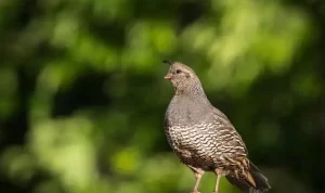 Rekomendasi Makanan Burung Puyuh Agar Tumbuh Sehat Rekomendasi Makanan Burung Puyuh Agar Tumbuh Sehat