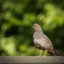 Rekomendasi Makanan Burung Puyuh Agar Tumbuh Sehat