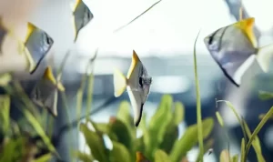 Tips Memelihara Ikan di Akuarium Bagi Pemula Tips Memelihara Ikan di Akuarium Bagi Pemula