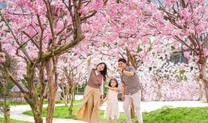 Taman Sakura menjadi salah satu andalah di Wisata Mini Mania Lembang Bandung