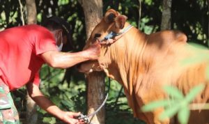 9 Syarat Sah Hewan Qurban, Pastikan Terpenuhi Saat Membeli Syarat sah hewan yang akan digunakan untuk Qurban
