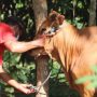 Syarat sah hewan yang akan digunakan untuk Qurban