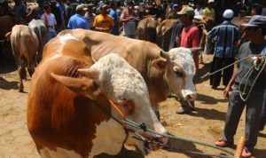 Patungan Qurban, Bagaimana Hukum dan Aturannya Menurut syariat, Temukan Penjelasannya di Sini Hukum patungan qurban dan aturannya.