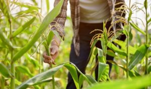 Misteri Penemuan Mayat Wanita Setengah Telanjang di Ngawi, Benarkah Korban Perkosaan dan Pembunuhan? Ilustrasi Lokasi penemuan mayat wanita setengah telanjang di kebun Jagung. (Pixabay)