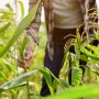 Ilustrasi Lokasi penemuan mayat wanita setengah telanjang di kebun Jagung. (Pixabay)